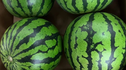 Tracking shots on watermelon displayed Stock Footage 310627277