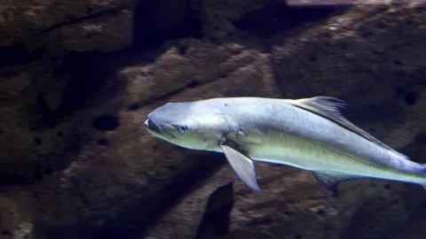 Tracking a silver Cobia fish swimming in the glittering water along a rocky wall Stock Footage 169171136