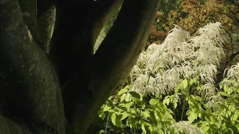 Tracking slider shot from old tree to blooming bushes in a natural garden Video stock 258403943