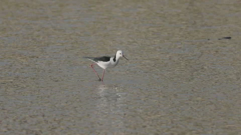 Tracking slow motion clip of a black-winged stilt feeding at a wetland Stock Footage 162726783