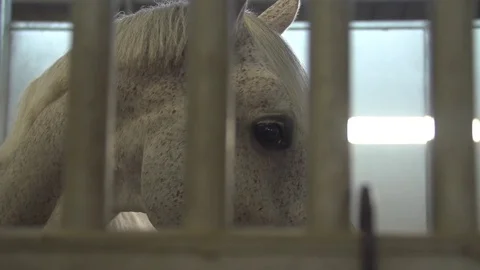Tracking Slow Motion of White Horse in Stable Behind Bars Stock Footage 80725163