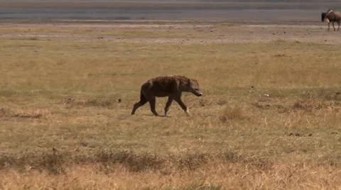 Tracking spotted hyena past wildebeests Stock Footage 34263390