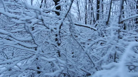Tracking Stabilized shot through snowy oak forest trees in the winter Stock Footage 45573716