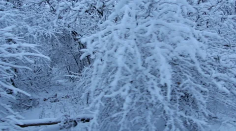 Tracking Stabilized shot through snowy oak forest trees in the winter 库存影片 45573775