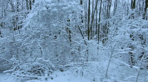 Tracking Stabilized shot through snowy oak forest trees in the winter 库存影片 45573848