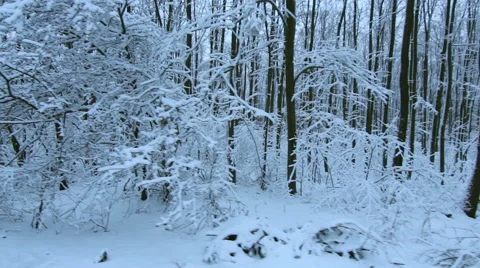 Tracking Stabilized shot through snowy oak forest trees in the winter Video stock 45573931
