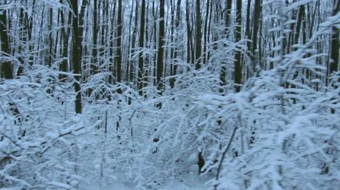 Tracking Stabilized shot through snowy oak forest trees in the winter Vídeo Stock 45573961