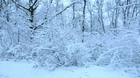 Tracking Stabilized shot through snowy oak forest trees in the winter Vídeo Stock 45574023