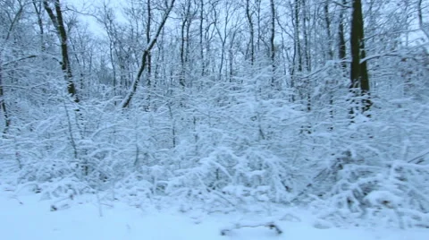 Tracking Stabilized shot through snowy oak forest trees in the winter 库存影片 45574084
