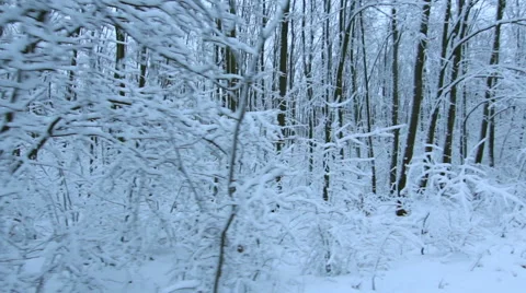 Tracking Stabilized shot through snowy oak forest trees in the winter Vídeo Stock 45574200