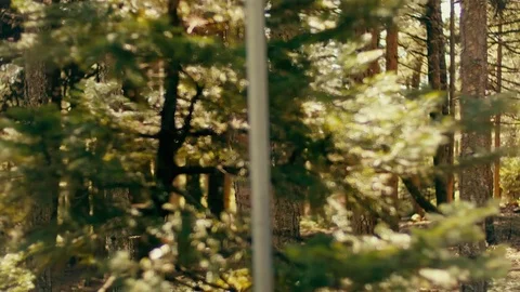 Tracking a sunlit pine forest on a bright spring morning Stock Footage 73652149