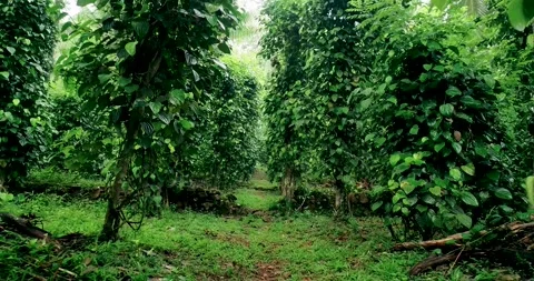 Tracking through a Black Pepper Creeper Plantation Video stock 288867581