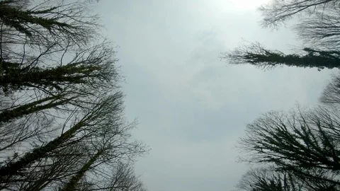 Tracking through broadleaf woodland trees in the spring in England Stock Footage 106460535