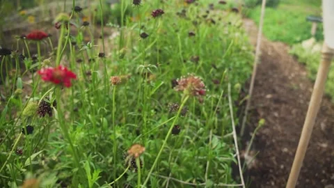 Tracking through flower patch Stock Footage 311518156
