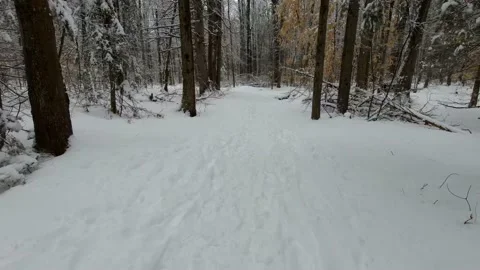 Tracking through a forest in the winter time Stock Footage 144199543