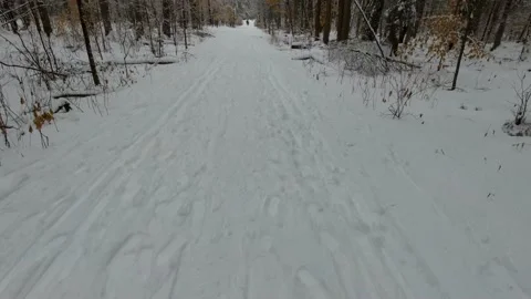 Tracking through a forest in the winter time Stock Footage 144199564