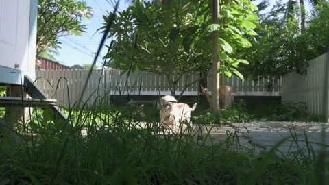 Tracking through grass  to a female cute dog Stock Footage 134605112