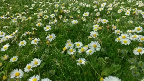 Tracking through a huge carpet of daisies Stock Footage 274401179