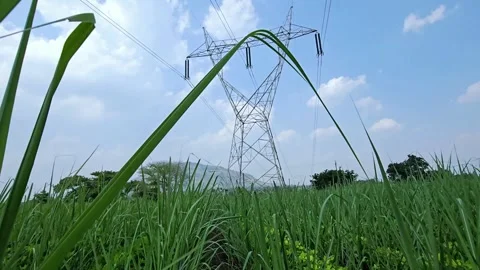 Tracking through a lush sugarcane field toward a towering steel grid pylon. A po Stock Footage 347412254