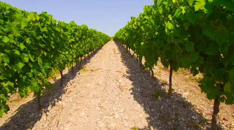 Tracking Through a Row in a Vineyard 4K Stock Footage 66909735