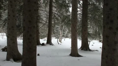 Tracking through a snowy forest Stock Footage 10743348