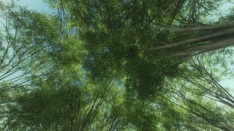 Tracking through the sunny forest Stock Footage 40253352