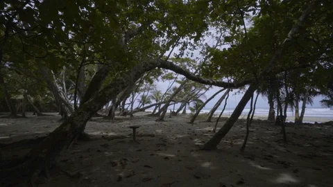 Tracking through trees on the beach Stock Footage 107212669