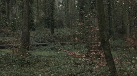 Tracking through the Trees Video stock 44281419