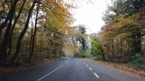 Tracking through a wooded road Video stock 33775905