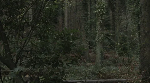 Tracking throught the Trees Video stock 44282793