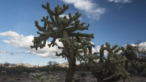 Tracking time lapse of clouds moving behind a desert cactus Stock Footage 87027354
