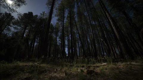 Tracking time lapse of moonlight filtering through trees in a pine forest Video stock 194454467