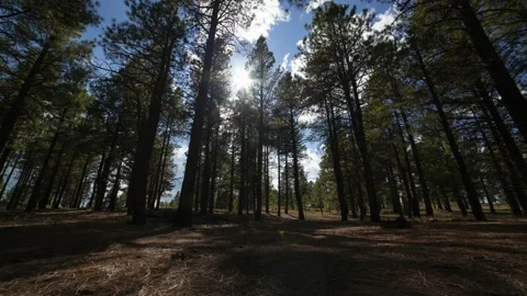 Tracking time lapse of the sun and clouds moving through tall pine trees Stock Footage 169354806