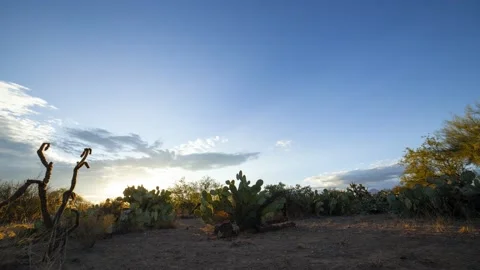 Tracking time lapse of the sunrise over desert cactus Stock Footage 142704504