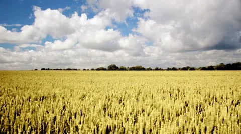 Tracking timelapse of ripe wheat Stock Footage 11386897