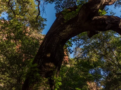 Tracking Timelapse of Tree in Forest 4.6K Stock Footage 81569879