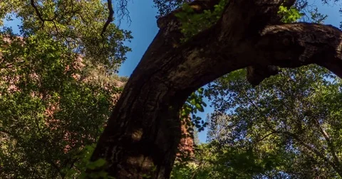 Tracking Timelapse of Tree in Forest 4K Stock Footage 81537527