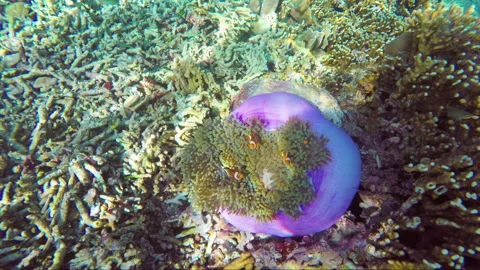 Tracking top-down shot of anemone nemo clown fishes in soft coral Stock Footage 135646463