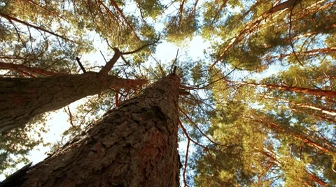 Tracking the tops of pine trees. Timelapse. Video stock 8444172