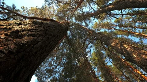 Tracking the tops of pine trees. Timelapse. Stock Footage 8452145