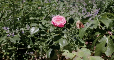 Tracking towards pink rose Stock Footage 132390764