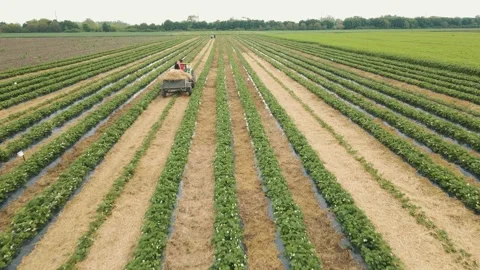 Tracking the tractor carrying the straw goes through rows of strawberries Stock Footage 154458464