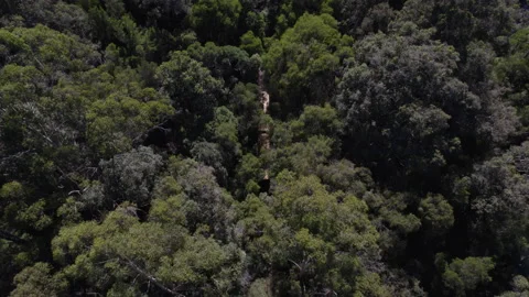 Tracking train through dense forest bush outback with tree tops, Australia Stock Footage 154121098