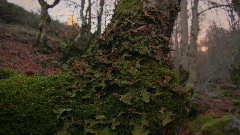Tracking tree moss down. Close up. Stock Footage 253502758