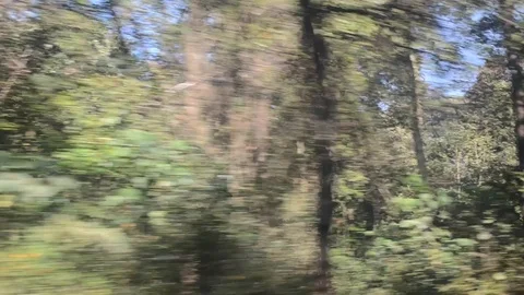 Tracking of trees through moving car Stock Footage