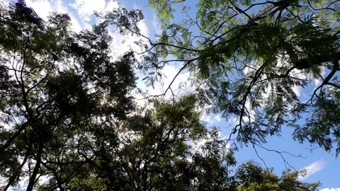 Tracking trough trees Stock Footage 280882849