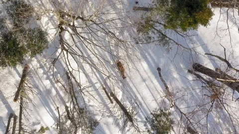 Tracking two deer walking through a winter forest with long shadows AERIAL Stock Footage 102631963