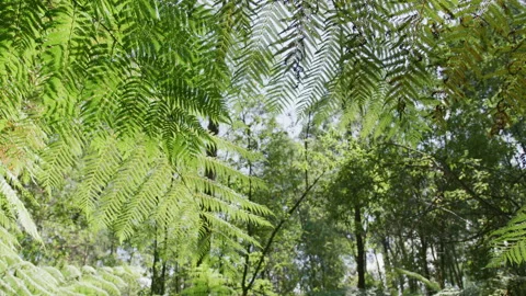 Tracking under Ferns Stock Footage 132382974