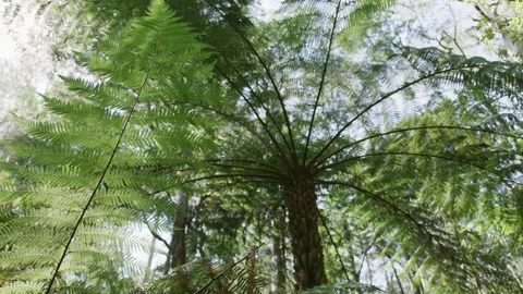 Tracking under ferns Stock Footage 132383975