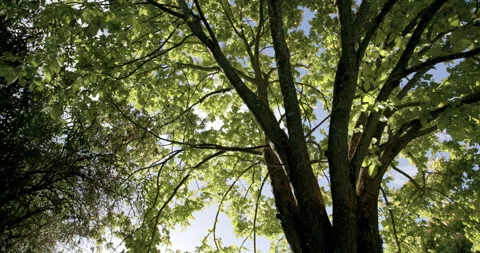 Tracking under large tree Stock Footage 132369571